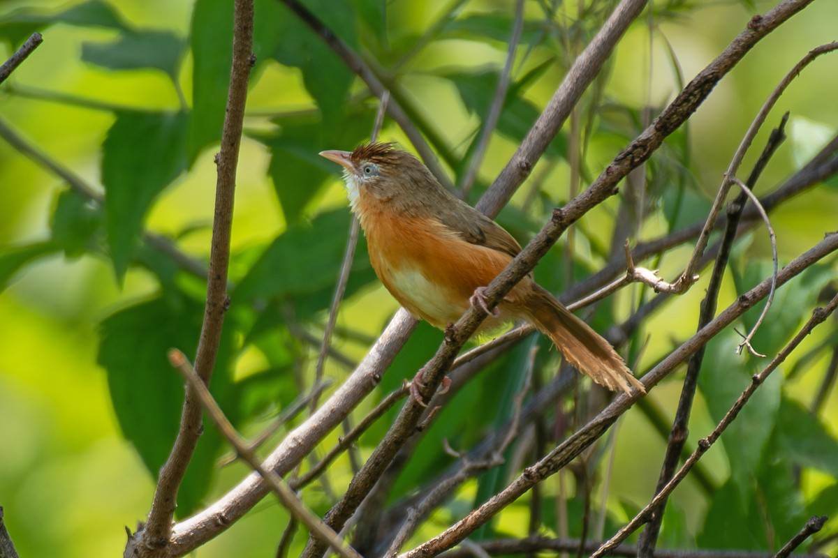 Tawny-bellied Babbler - ML642979845