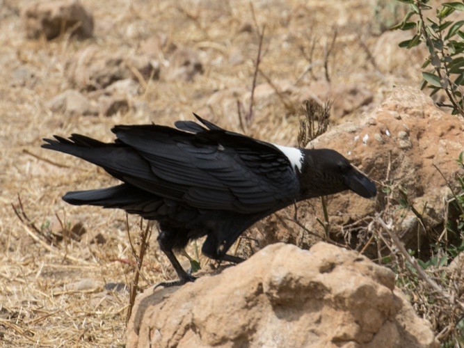 White-necked Raven - ML642979849