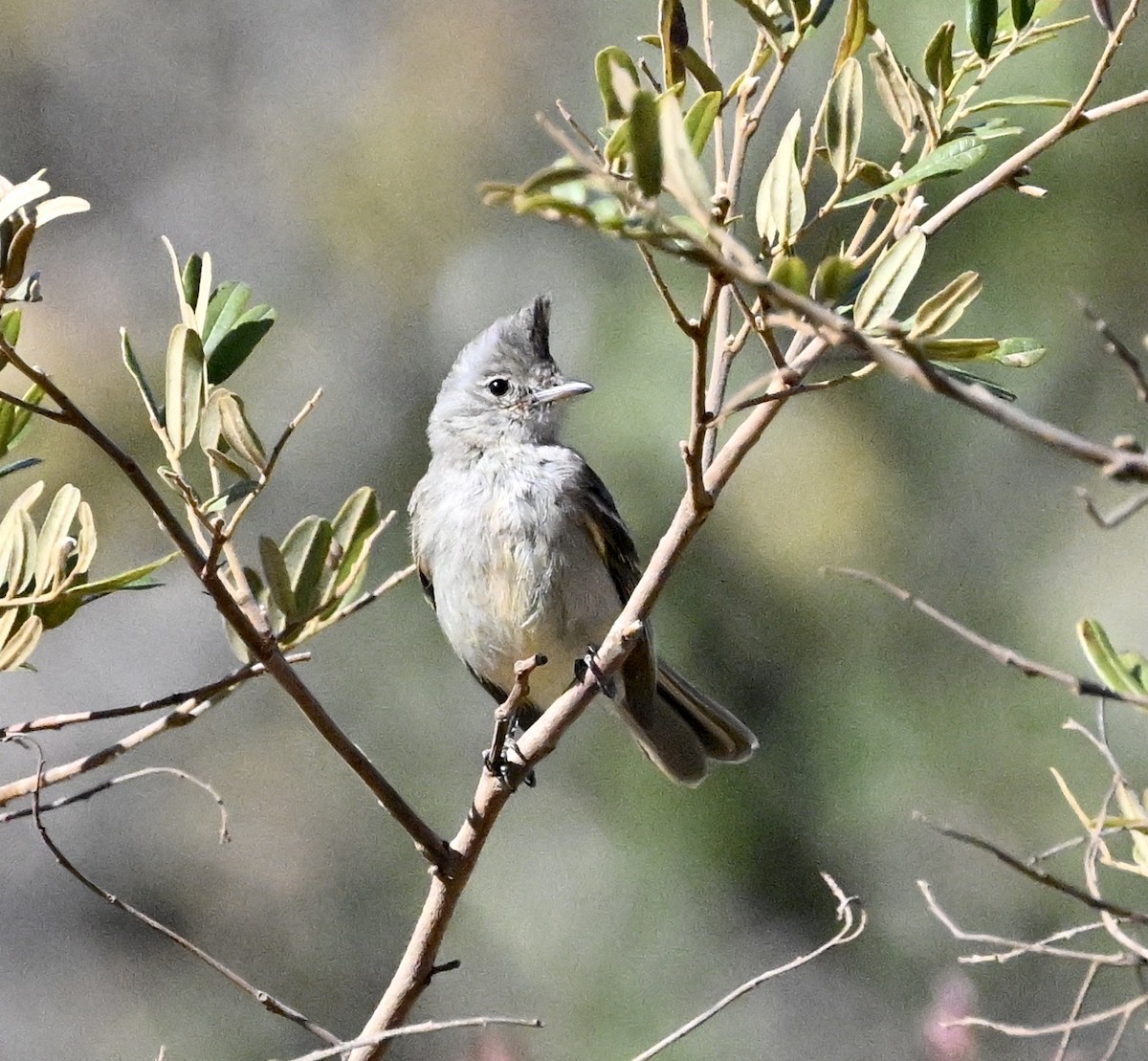 Plain-crested Elaenia - ML642979860
