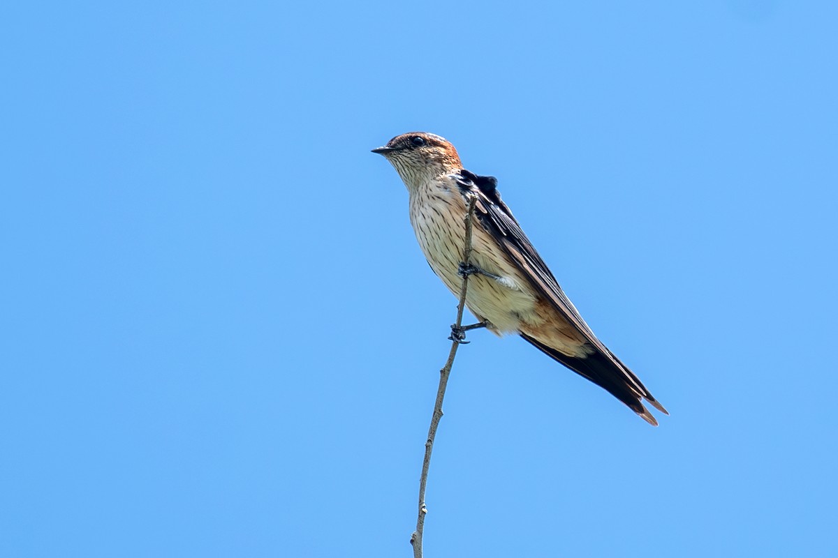 Eastern Red-rumped Swallow - ML642979864