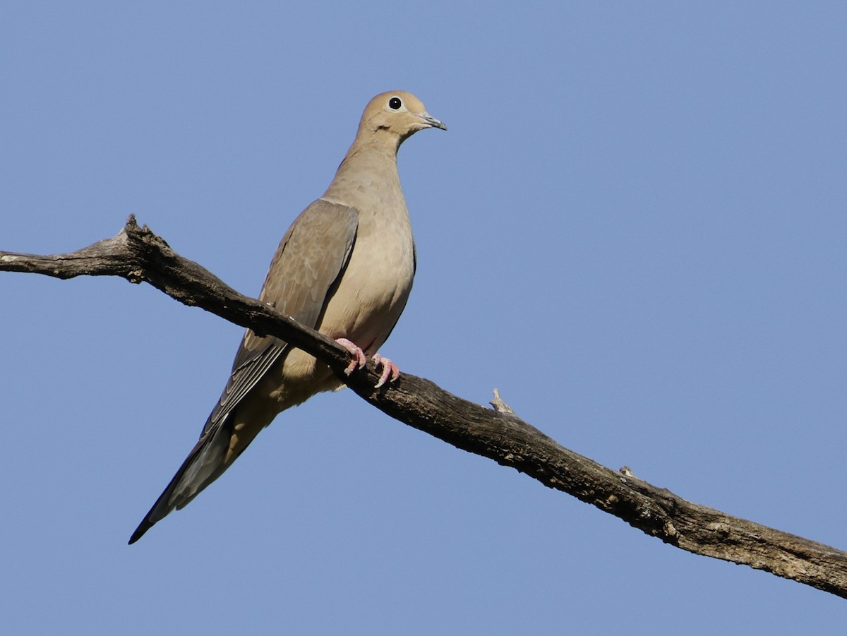 Mourning Dove - ML642979865
