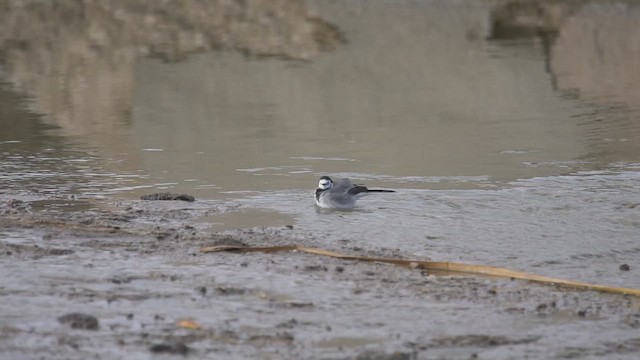 White Wagtail - ML642979868