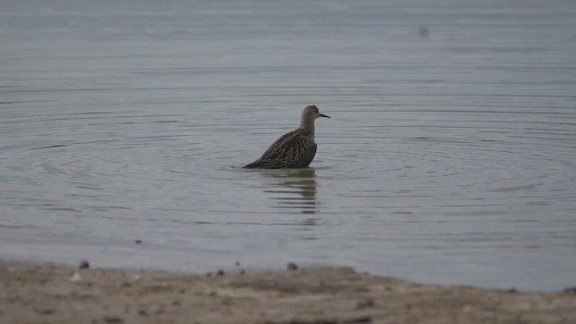 Ruff - ML642979899