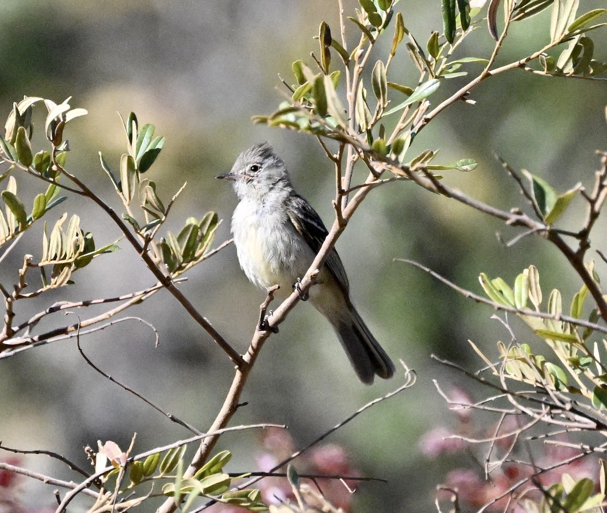 Plain-crested Elaenia - ML642979907