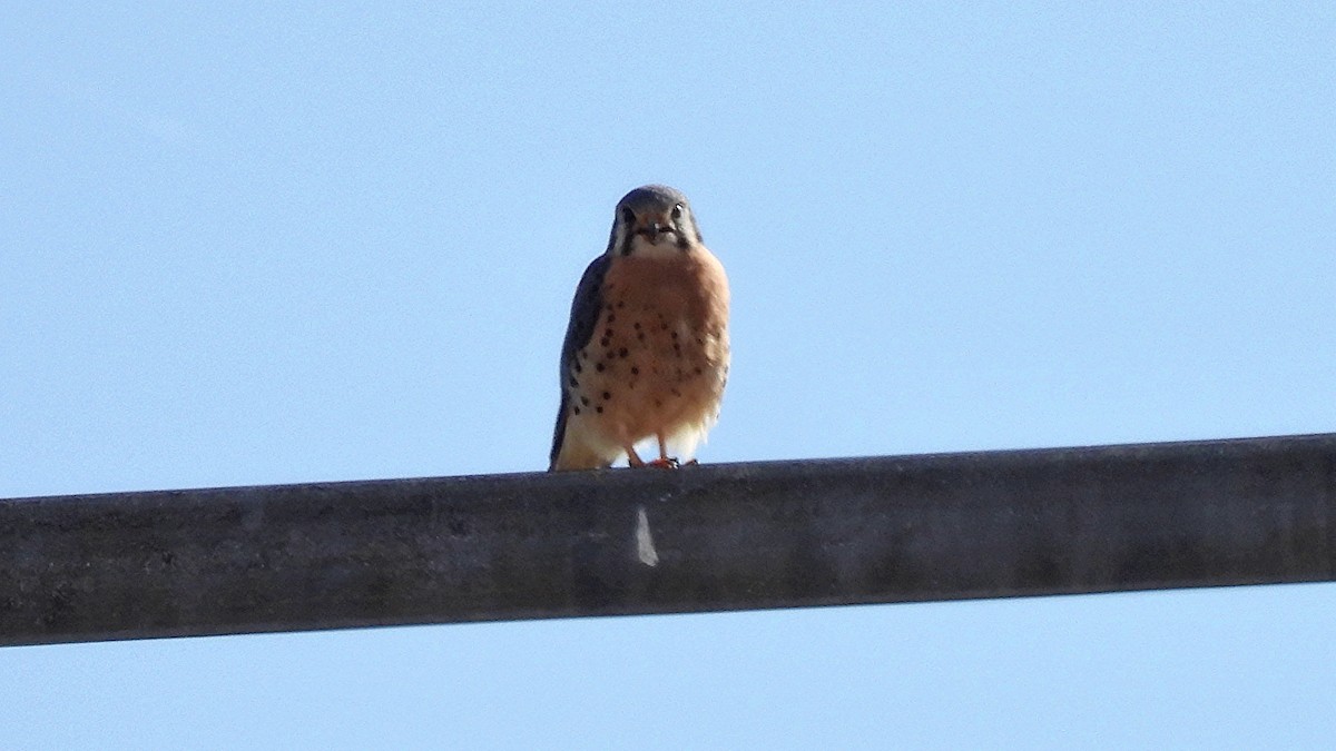 American Kestrel - ML642979909