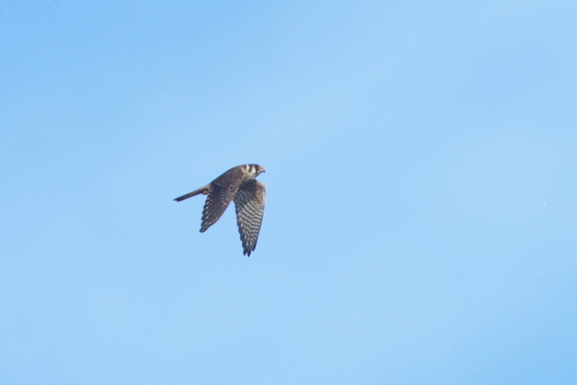 American Kestrel - ML642979918