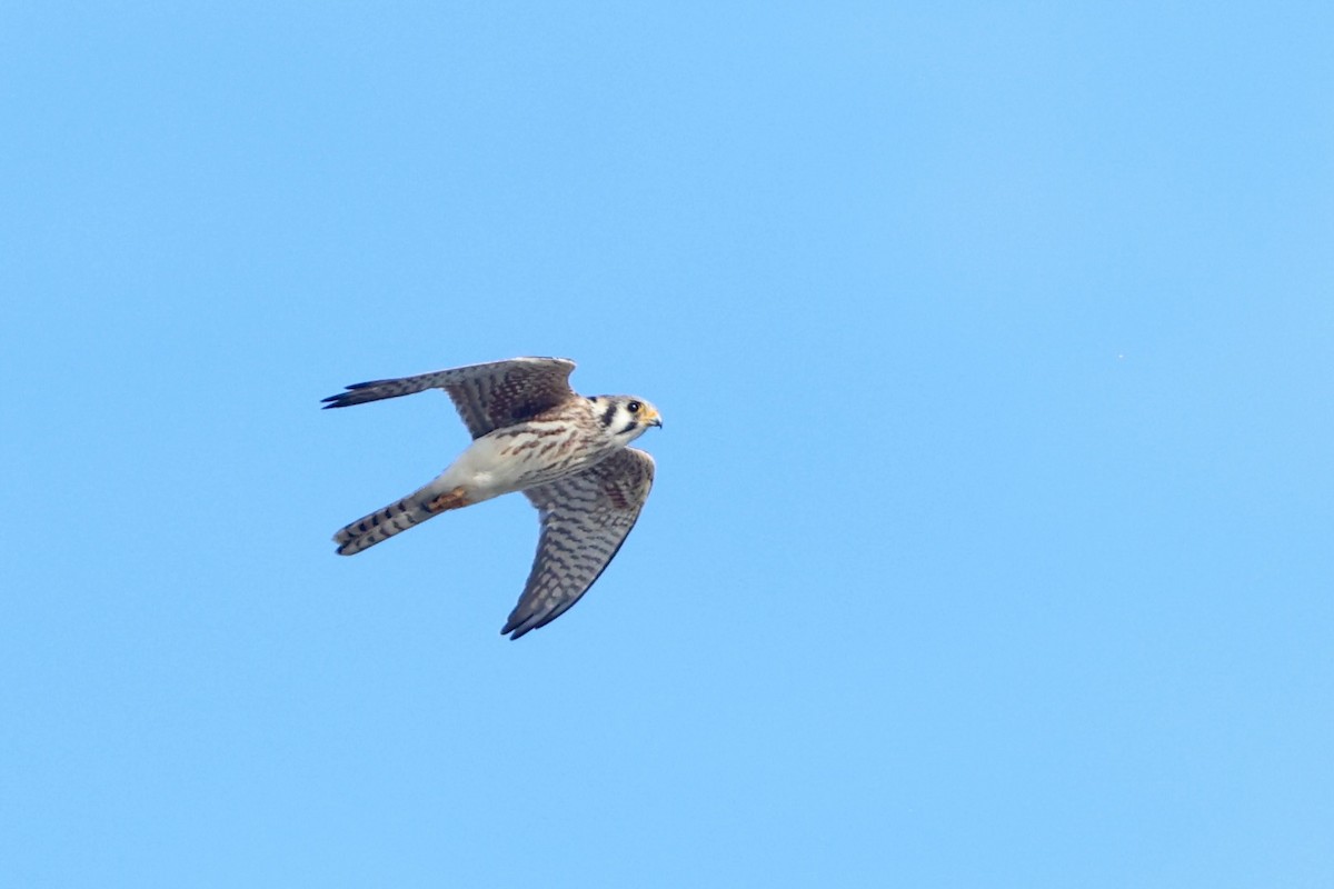 American Kestrel - ML642979921