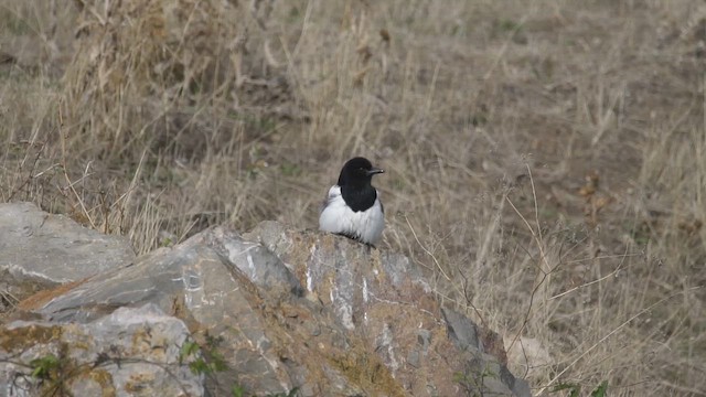 Eurasian Magpie - ML642979925