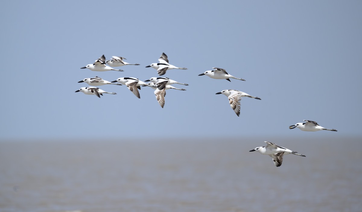 Crab-Plover - ML642979927