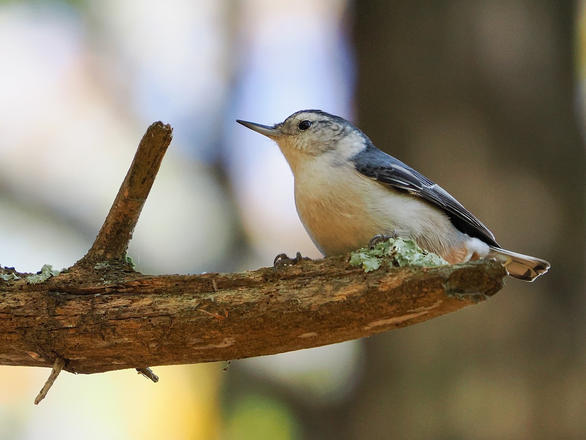 Weißbrustkleiber - ML642979929