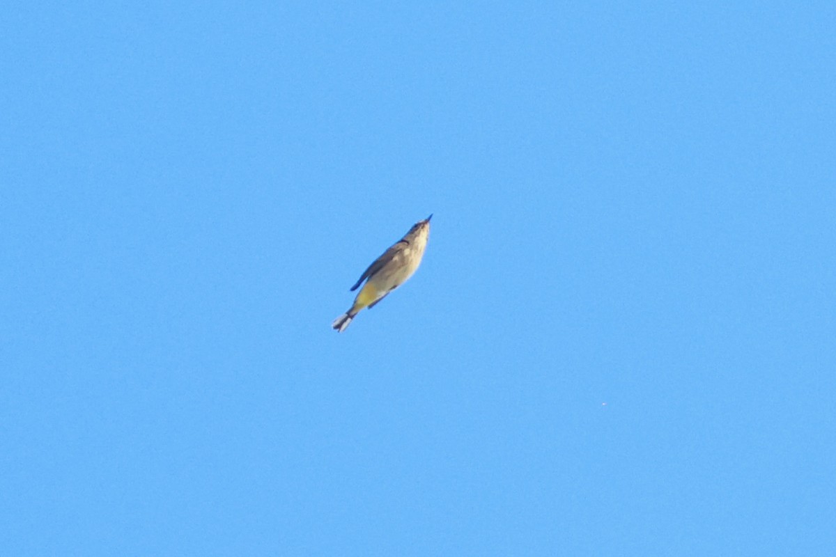 Palm Warbler - ML642979933