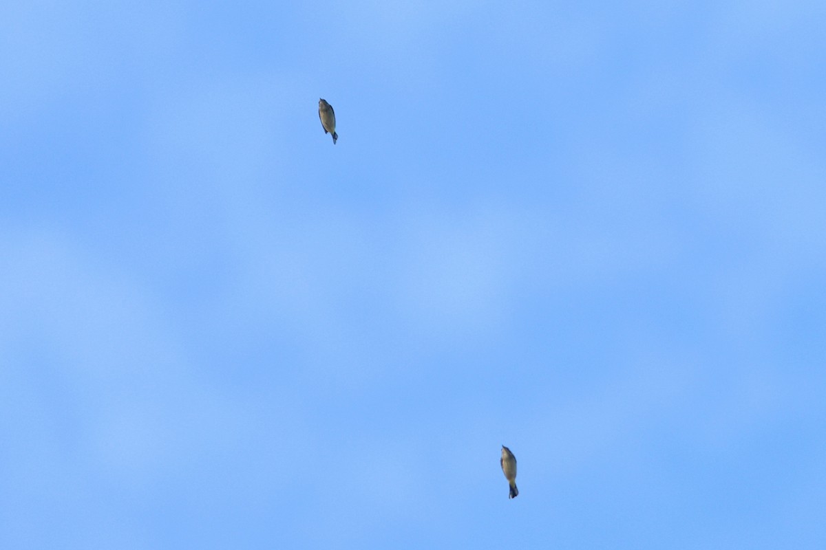 Palm Warbler - ML642979936