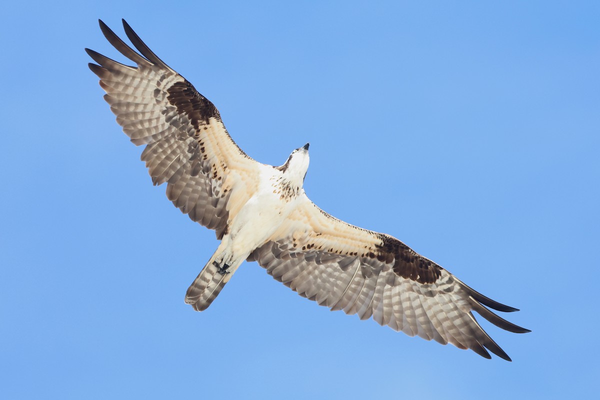 Osprey (American) - ML642979944