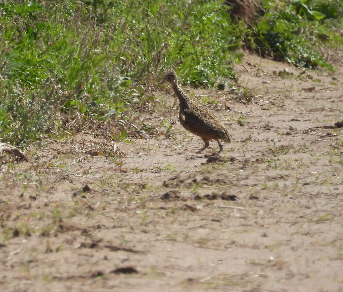 Spotted Nothura - ML642979952