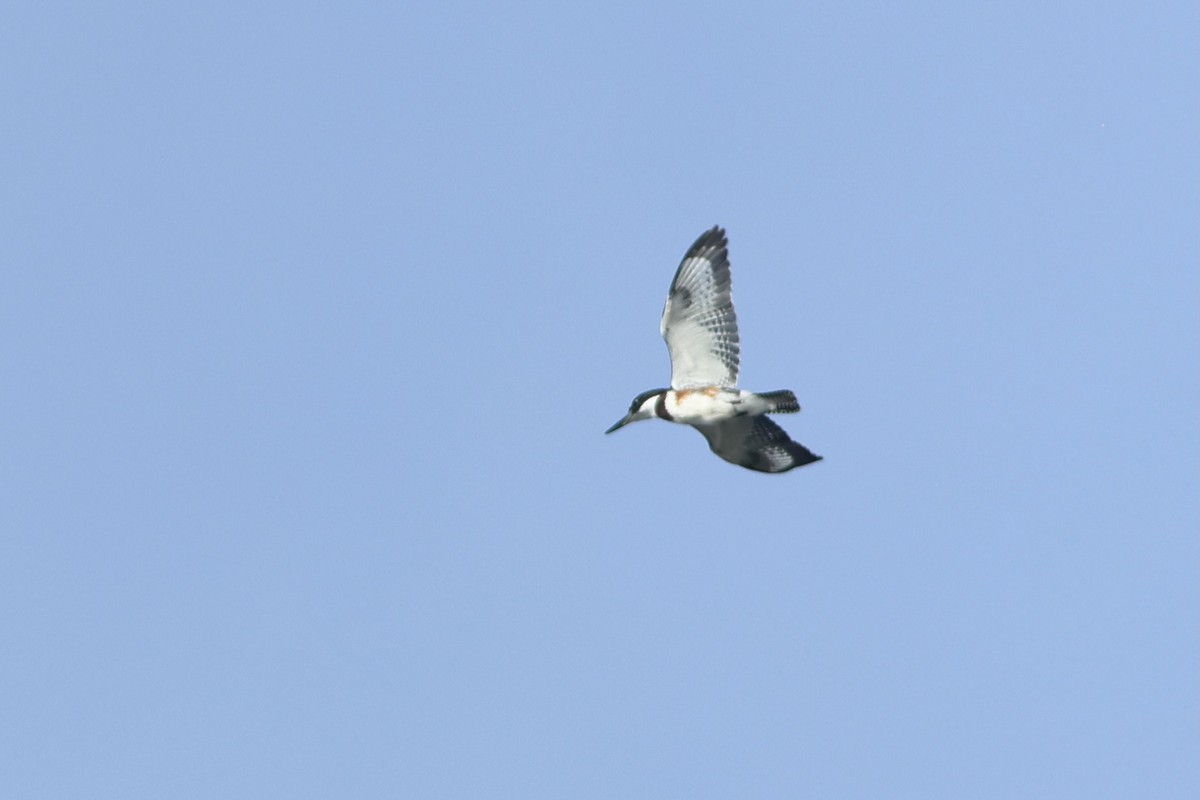 Belted Kingfisher - ML642979957