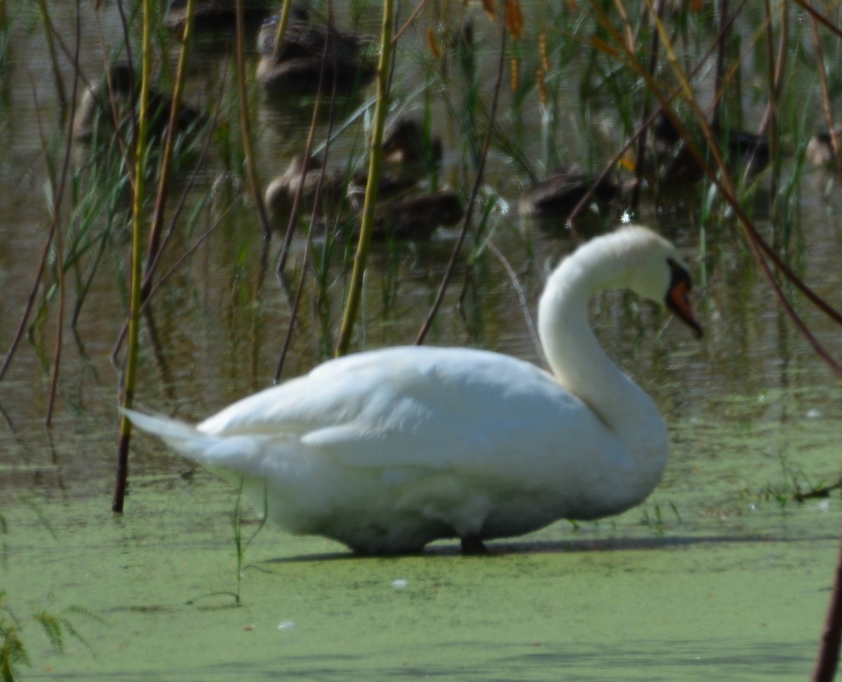 Mute Swan - ML642979959