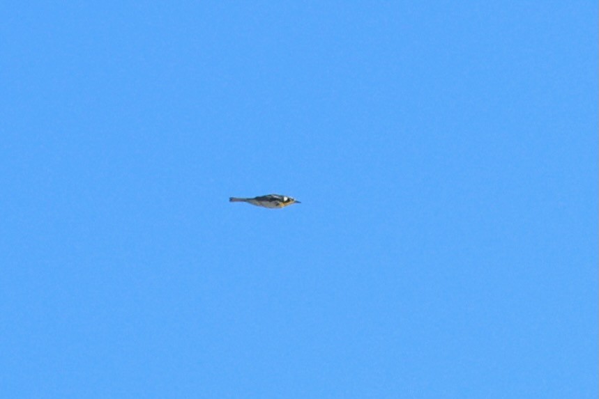 Yellow-throated Warbler - ML642979962