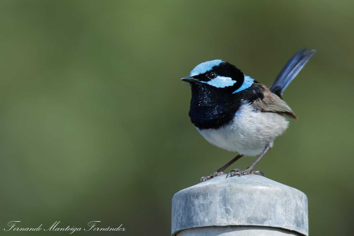Superb Fairywren - ML642979969