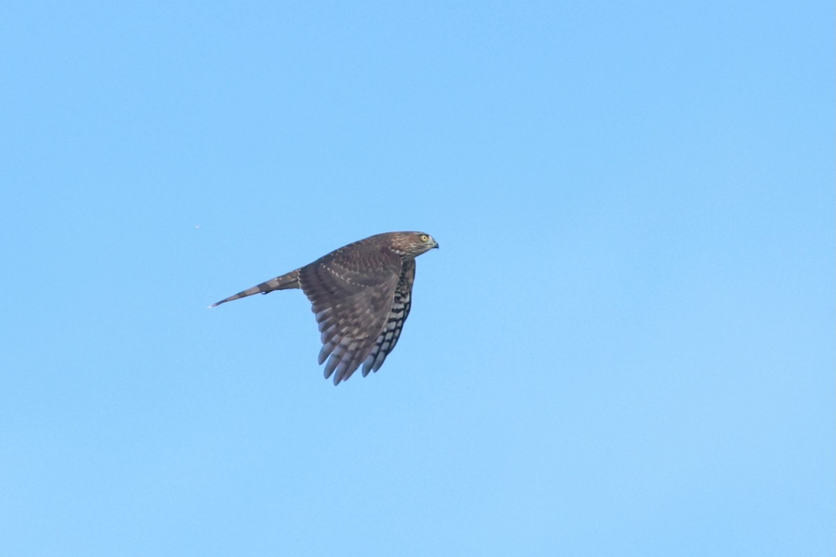 Sharp-shinned Hawk - ML642979978