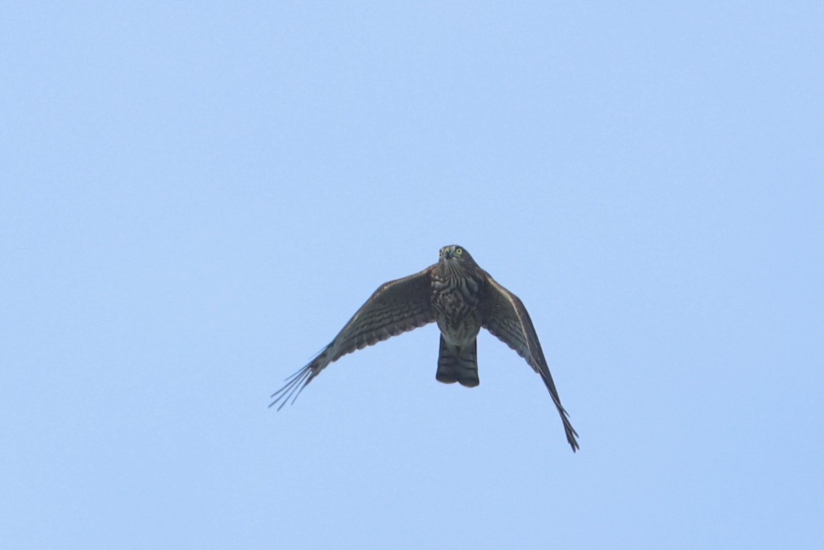 Sharp-shinned Hawk - ML642979979