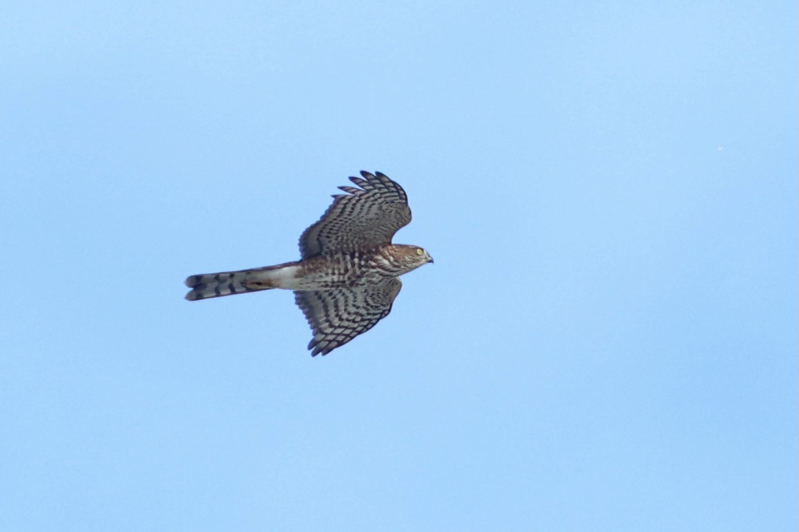 Sharp-shinned Hawk - ML642979980