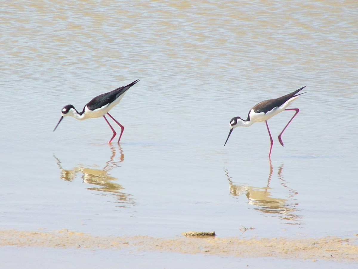 Black-necked Stilt - ML642979981