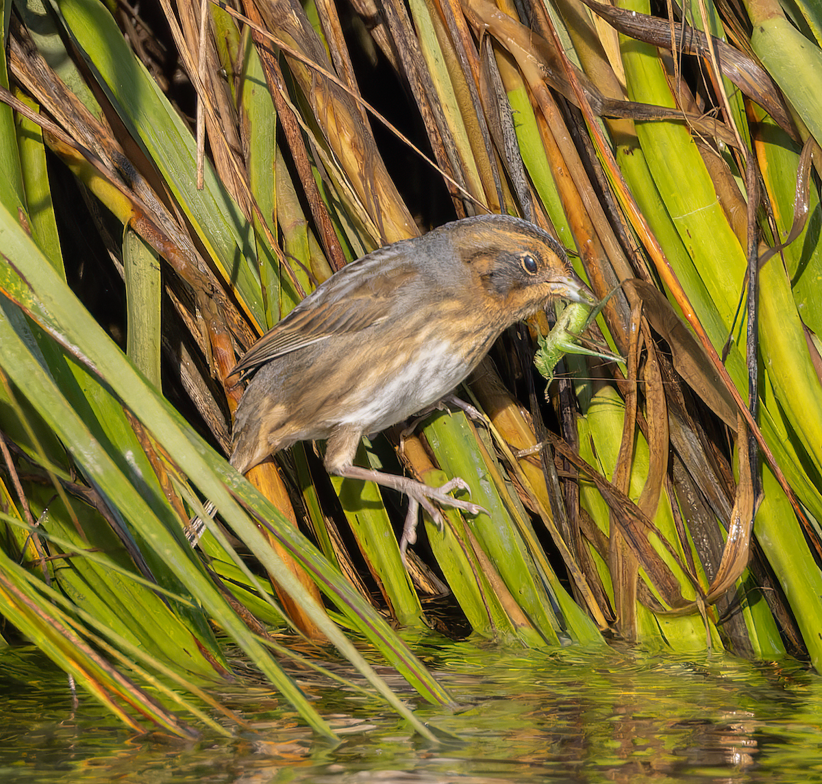 Nelson's Sparrow - ML642979990