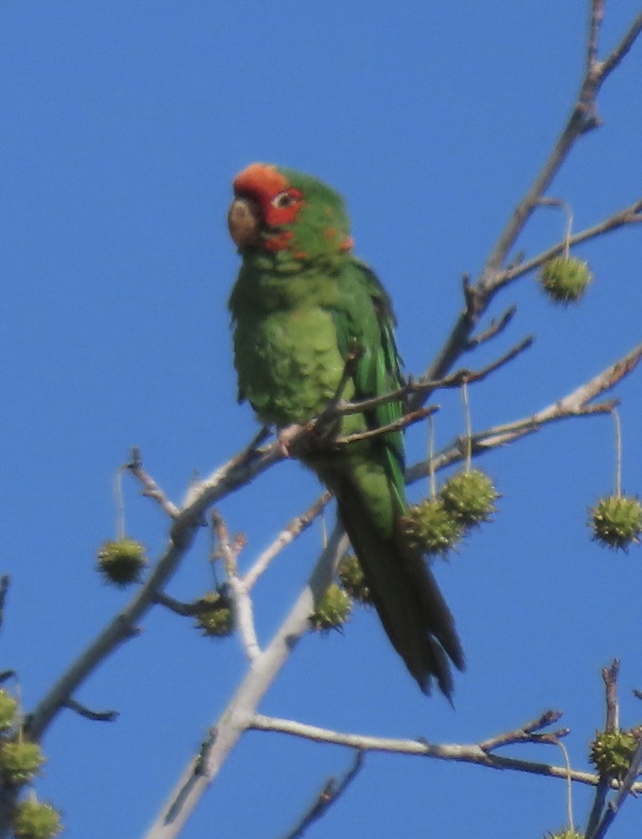 Mitred Parakeet - ML642980011