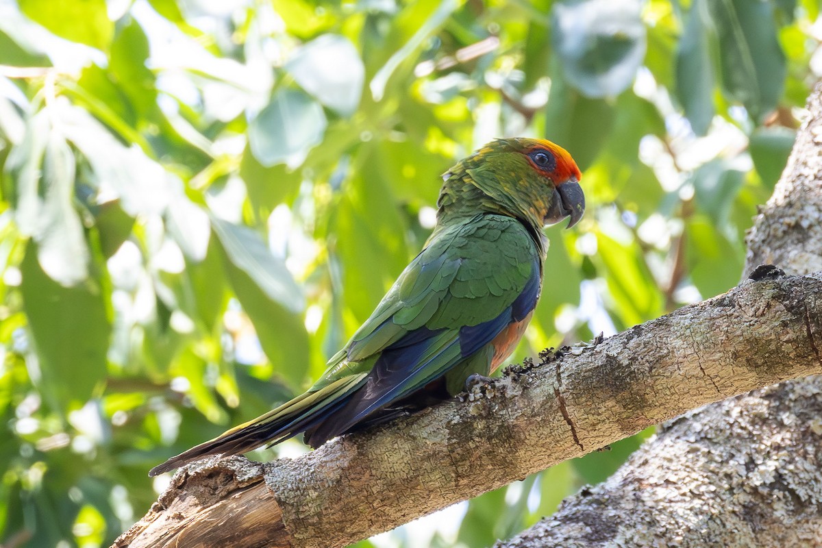 Golden-capped Parakeet - ML642980013