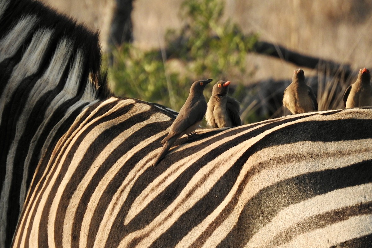 Red-billed Oxpecker - ML642980026