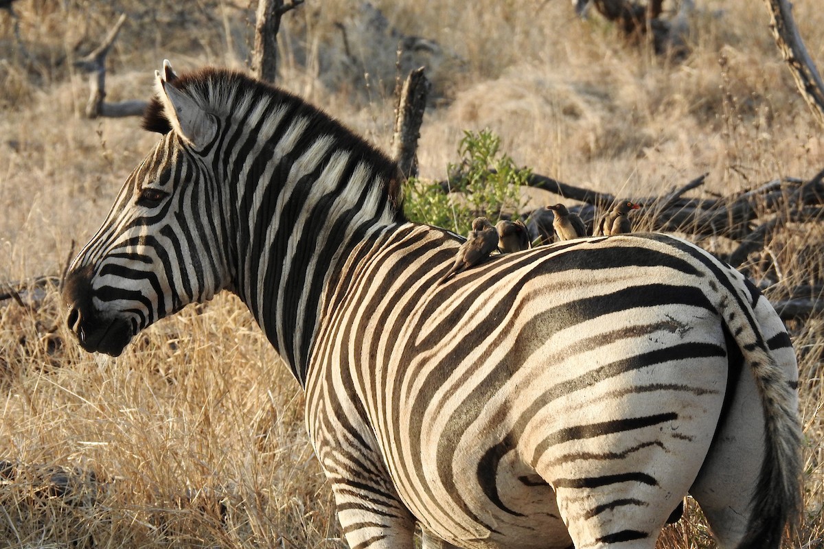 Red-billed Oxpecker - ML642980027