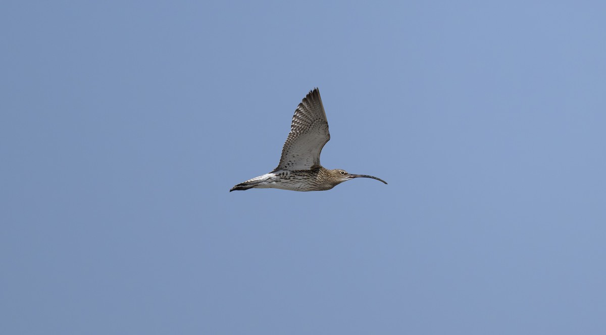Eurasian Curlew - ML642980047