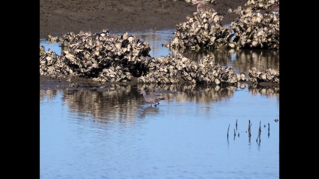 Gray-tailed Tattler - ML642980059