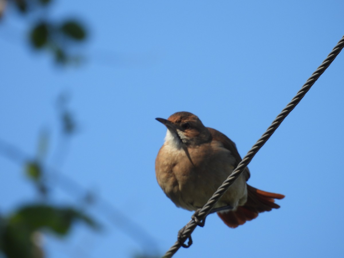 Rufous Hornero - ML642980062