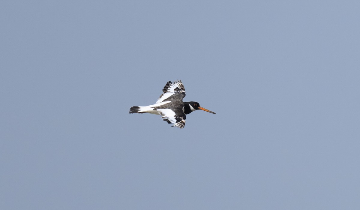Eurasian Oystercatcher - ML642980076