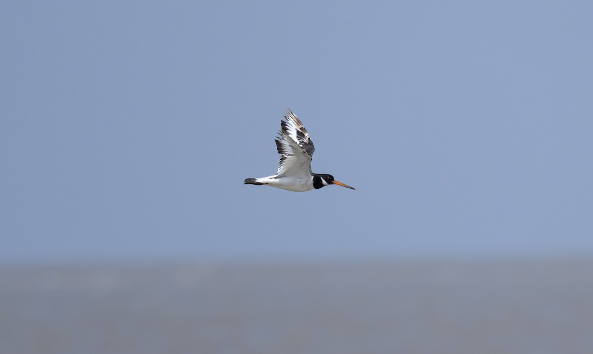 Eurasian Oystercatcher - ML642980079