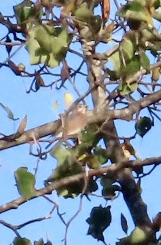 Hermit Thrush - ML642980080