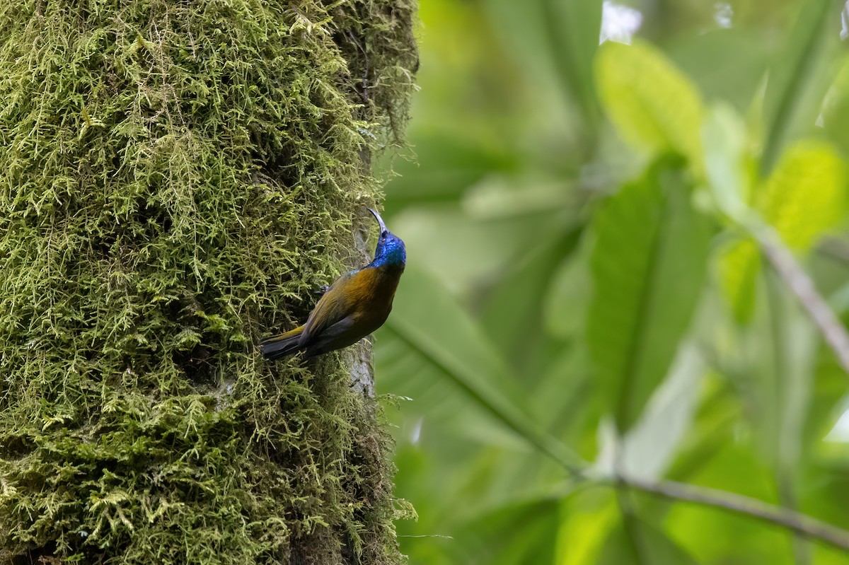 Blue-headed Sunbird - ML642980085