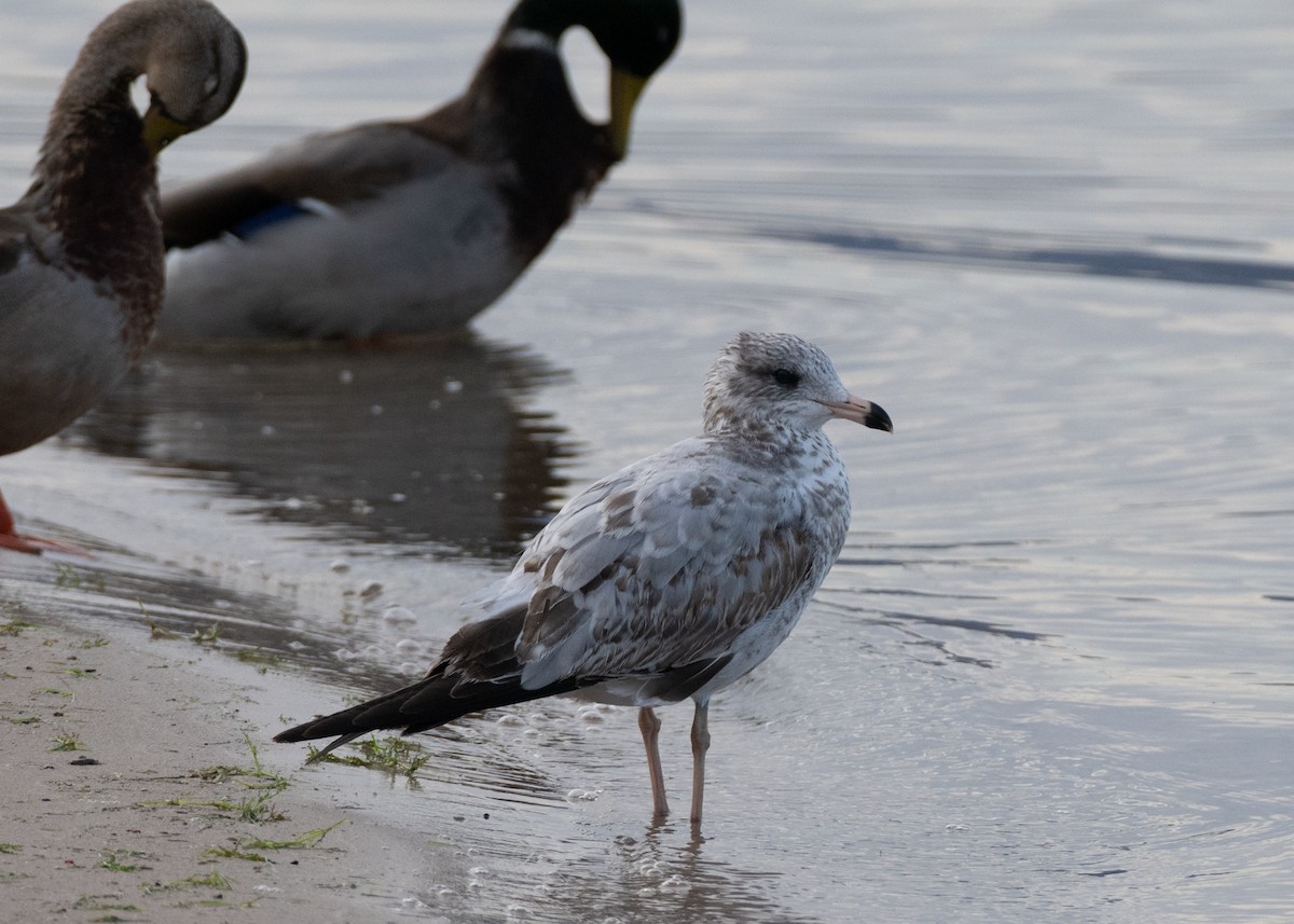Ring-billed Gull - ML642980086