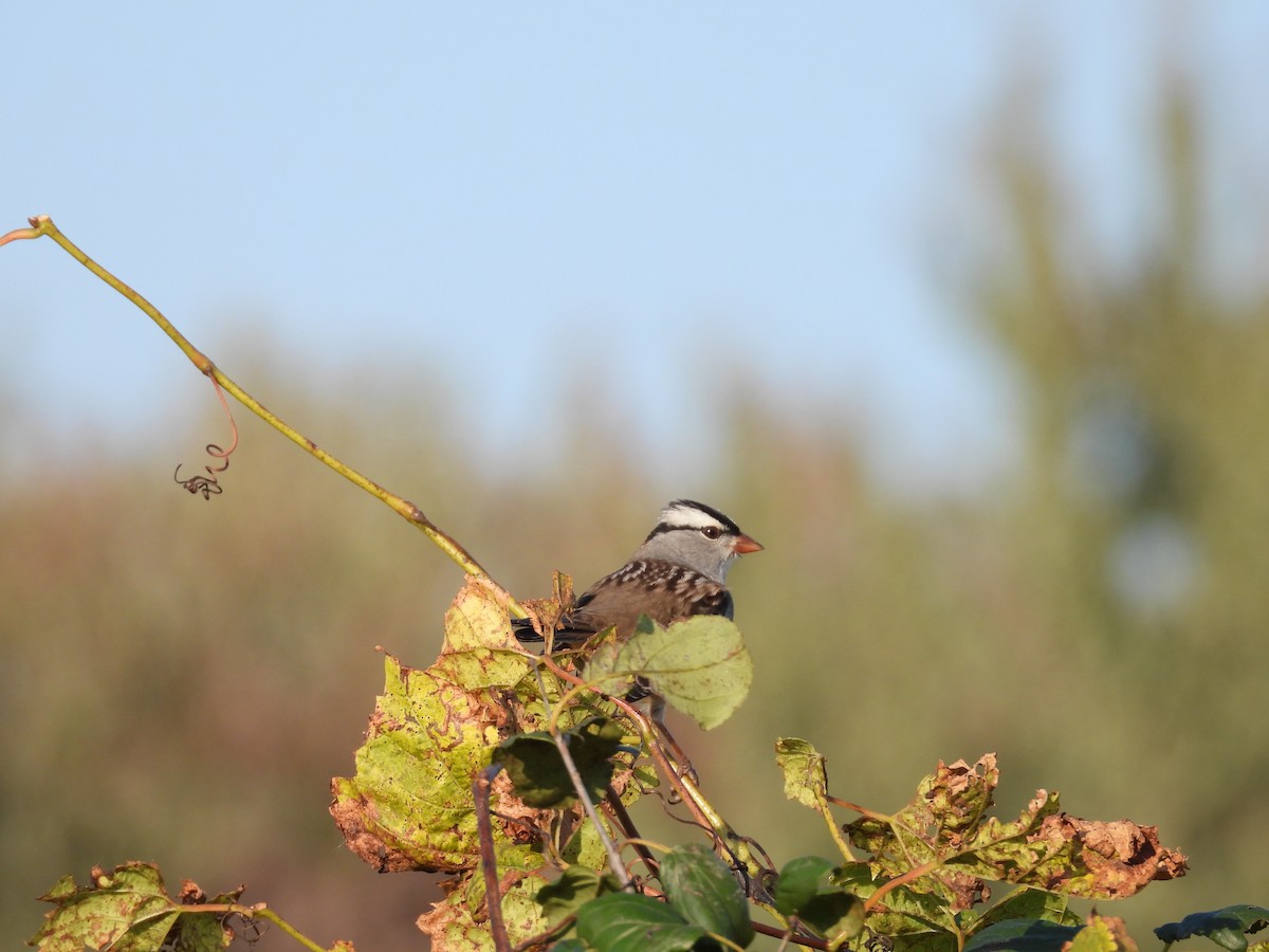 White-crowned Sparrow - ML642980093