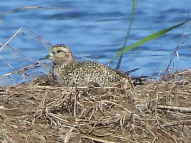 European Golden-Plover - ML642980099