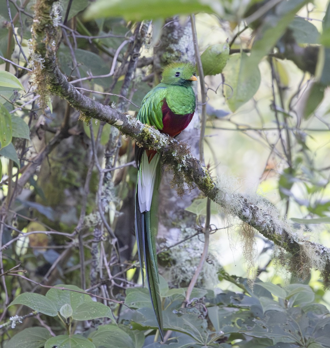 Resplendent Quetzal (Costa Rican) - ML642980106