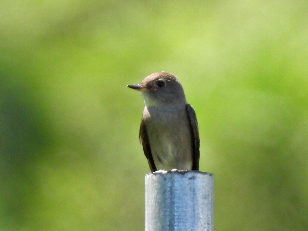 Western Wood-Pewee - ML642980107