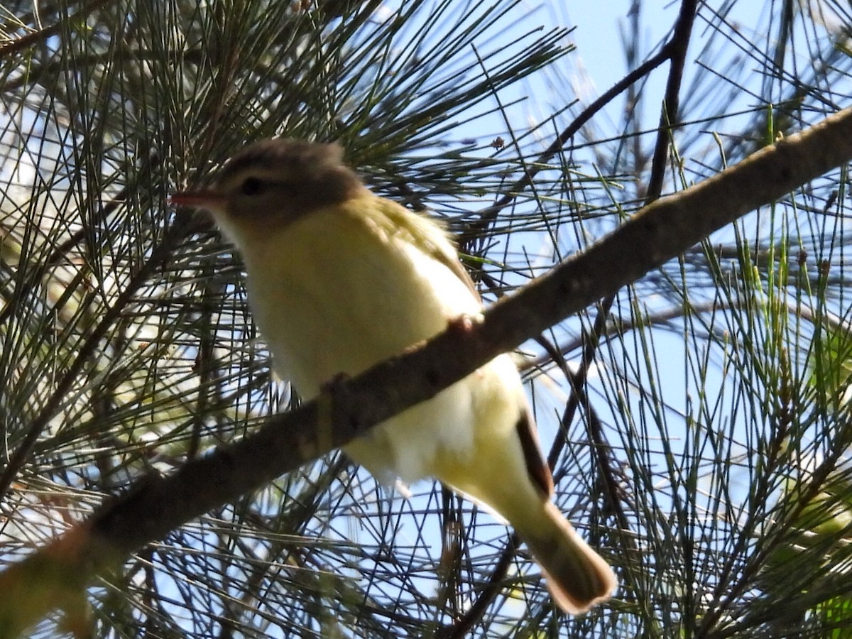 Philadelphia Vireo - ML642980118