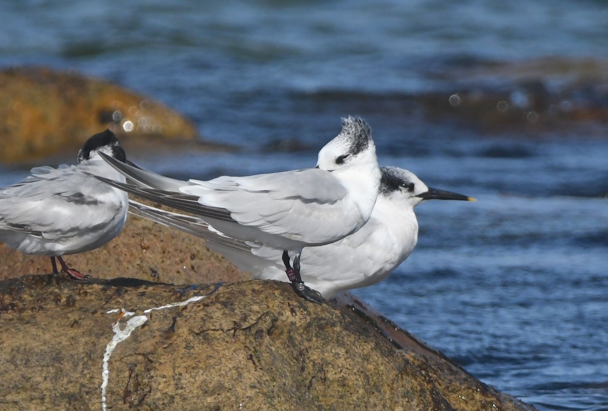 Sandwich Tern (Eurasian) - ML642980125