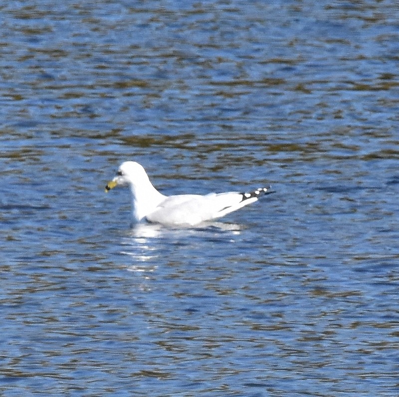 Ring-billed Gull - ML642980127
