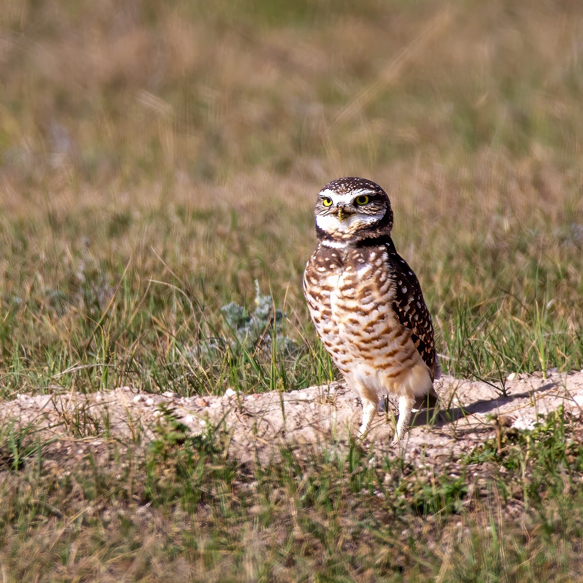 Burrowing Owl - ML642980136
