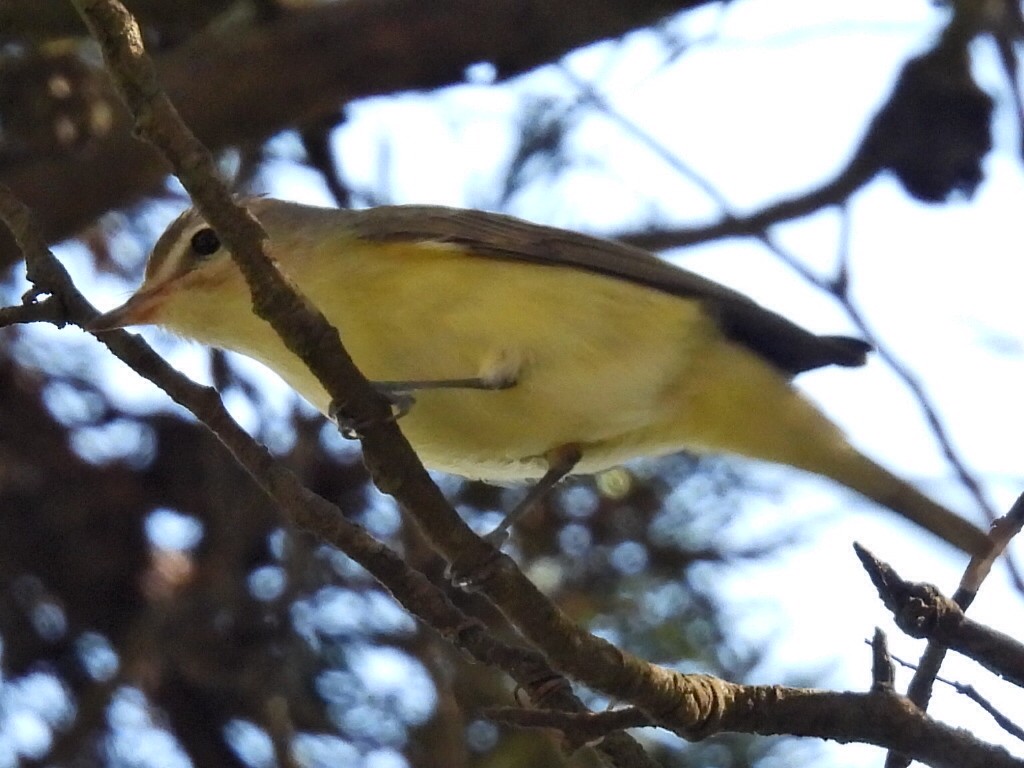 Eastern/Western Warbling Vireo - ML642980141