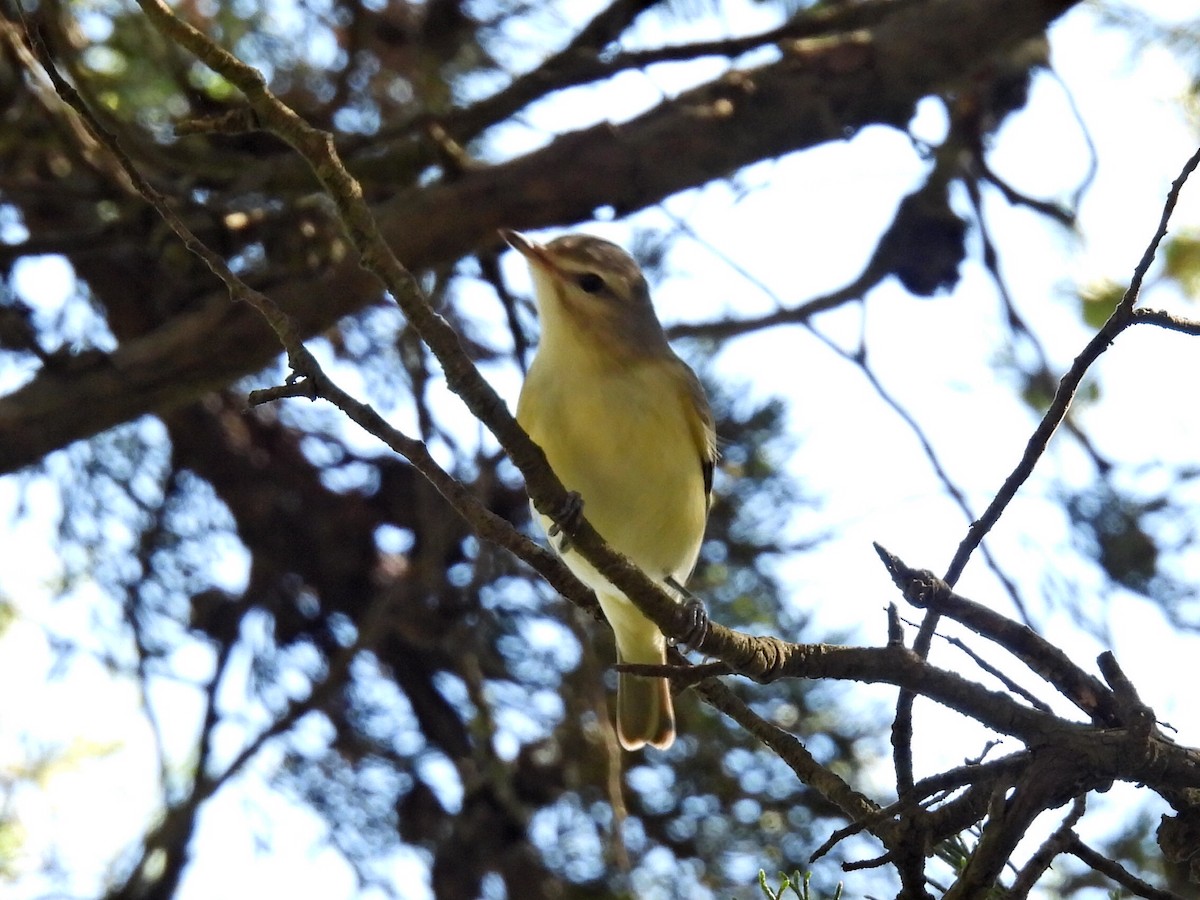 Eastern/Western Warbling Vireo - ML642980142