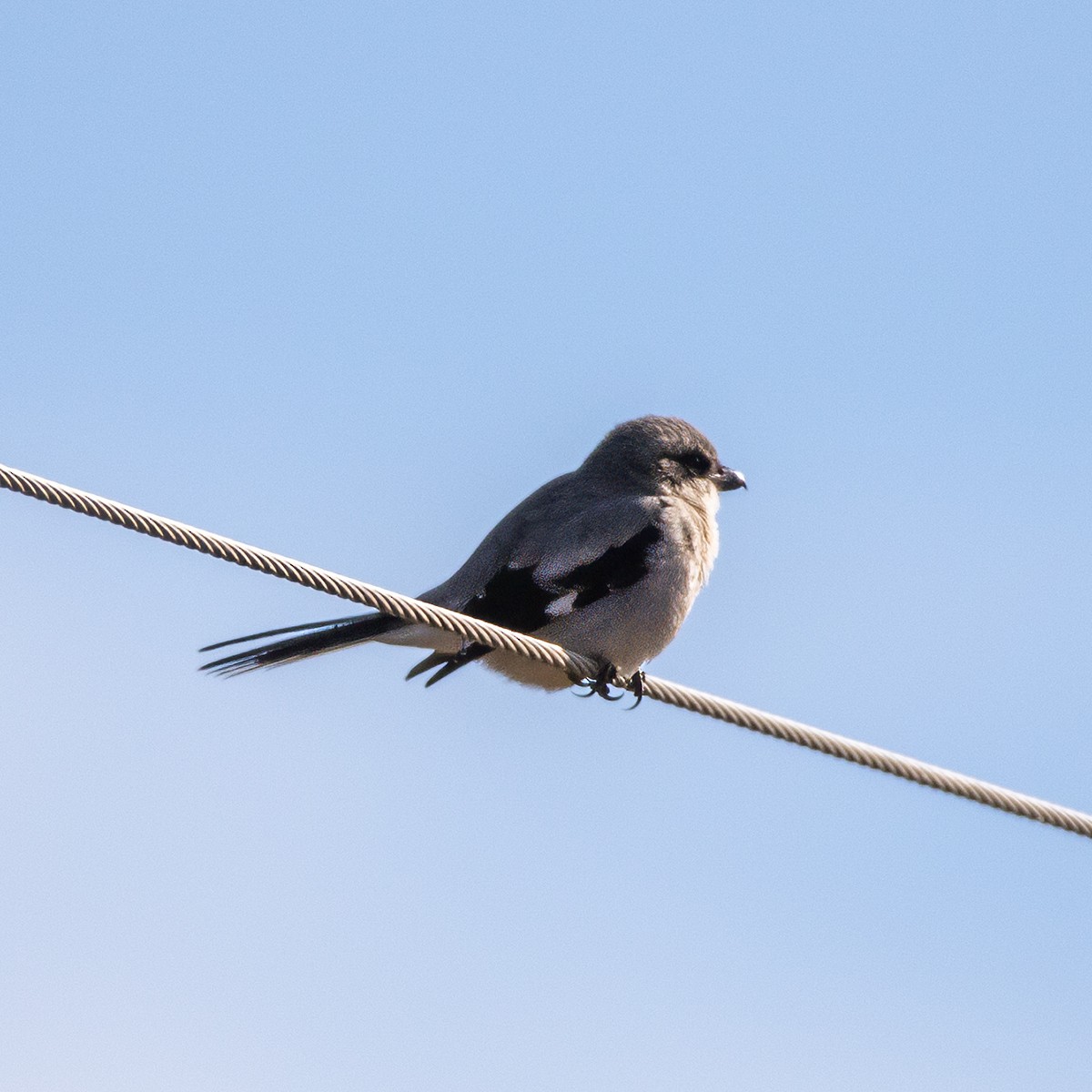 Loggerhead Shrike - ML642980143